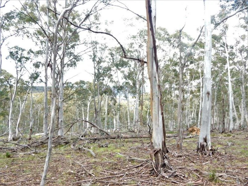 Additional image 16 of Lot 144 Anglers Reach Road, Adaminaby NSW 2629