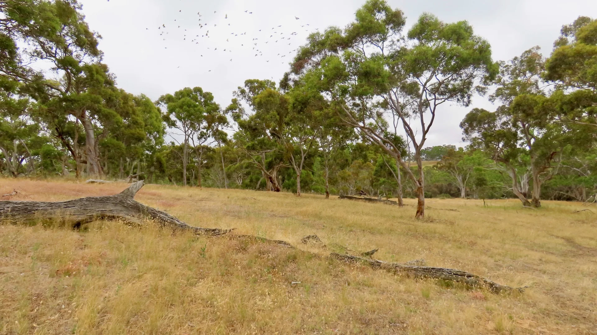 Additional image 4 of 596 Mostyn Lane, Balmoral VIC 3407