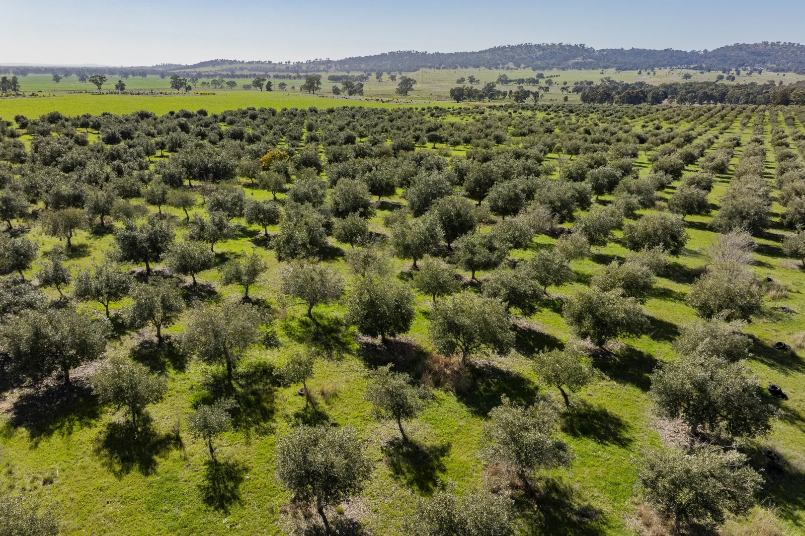 Additional image 52 of 277 Cloughs Road, Yarragundry NSW 2650