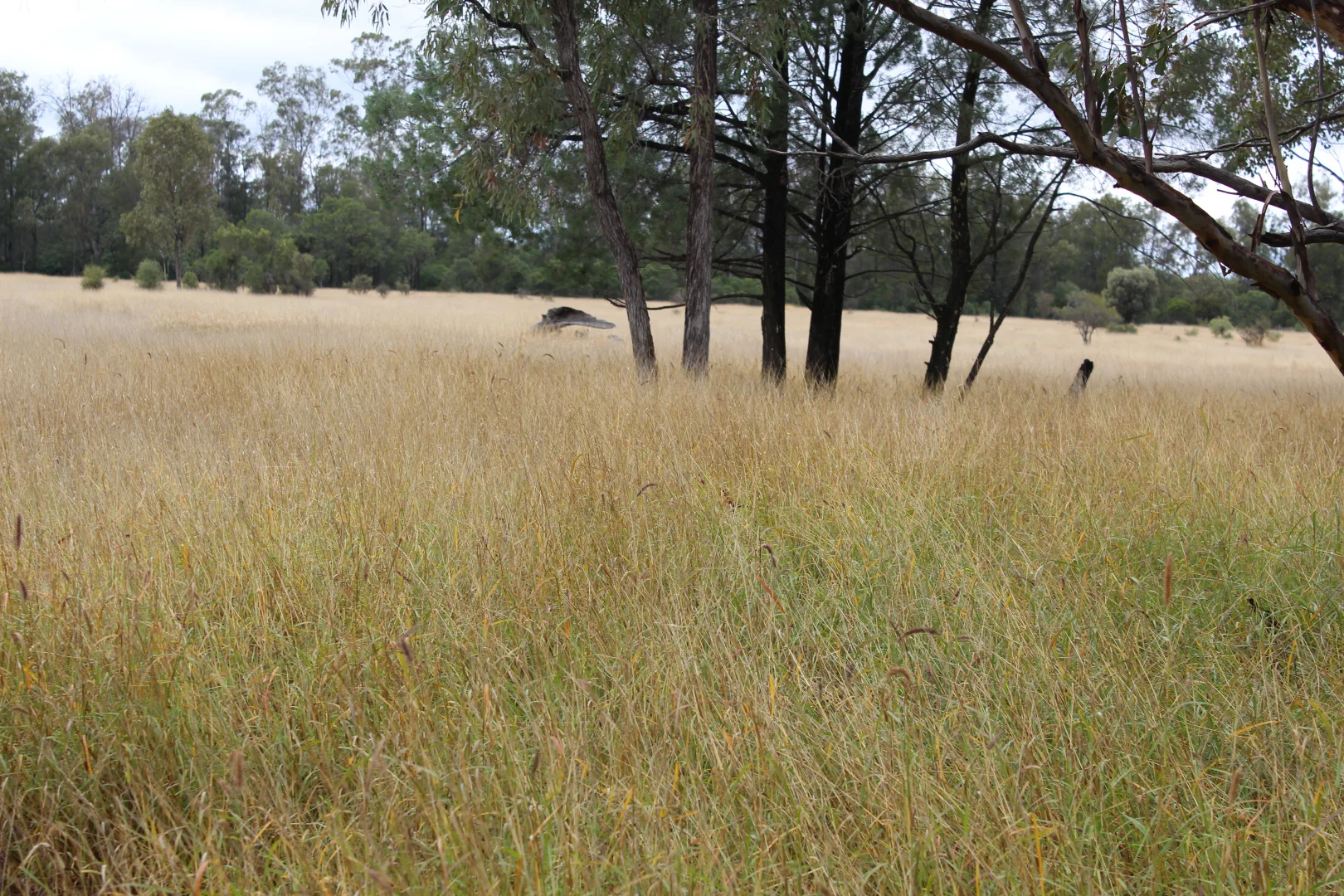 Additional image 7 of 2151 Tenomby Road, Goondiwindi QLD 4390