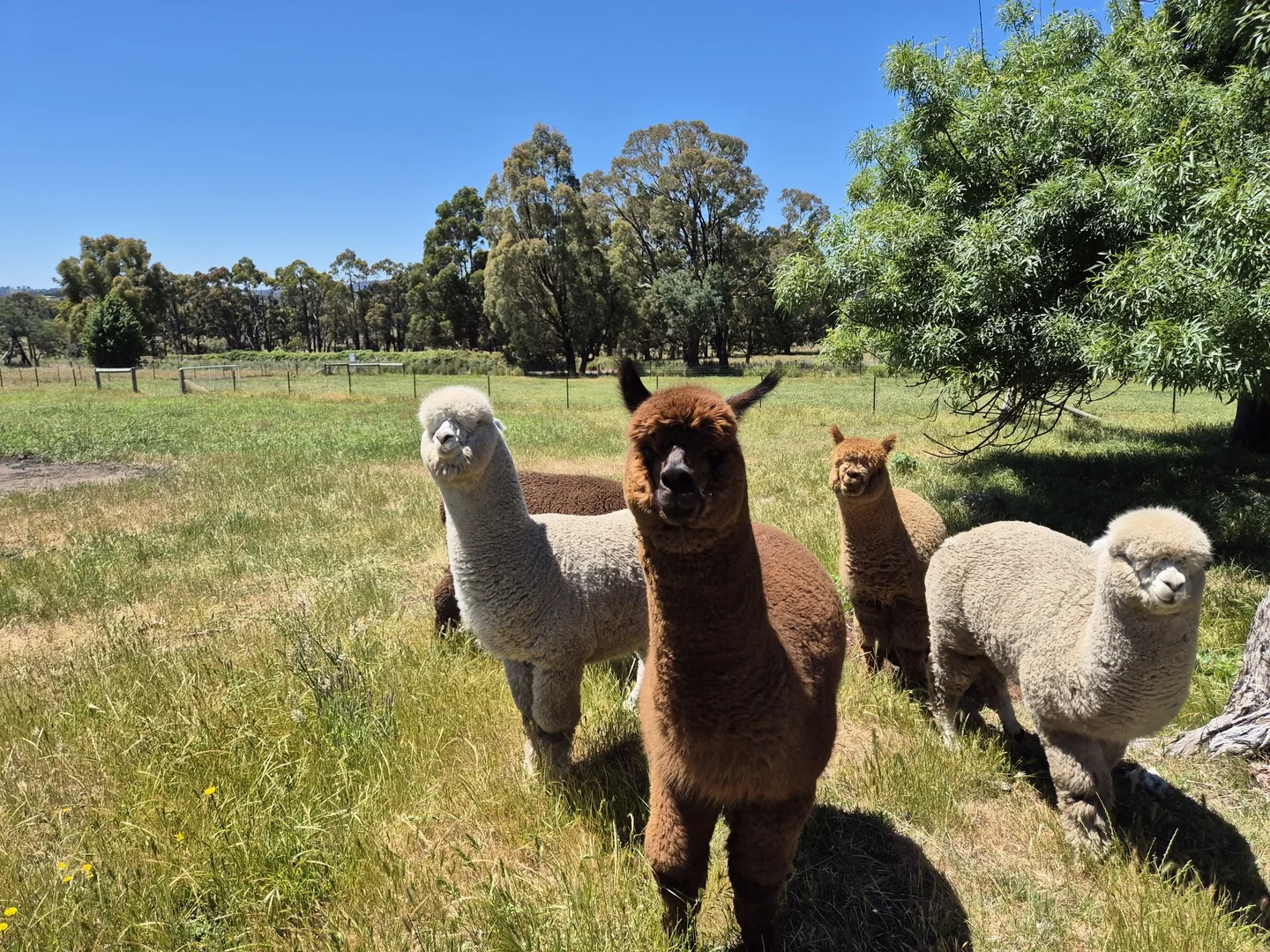 Additional image 9 of 1491 Merton Strathbogie Road, Strathbogie VIC 3666