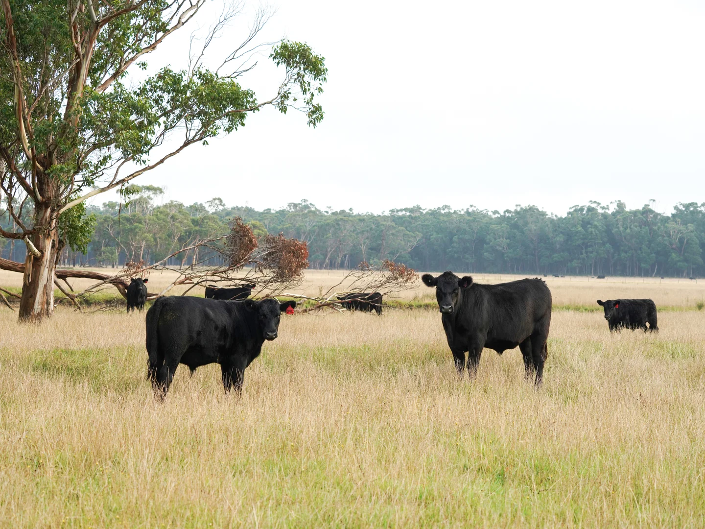 Additional image 20 of 61 Kennys Lane, Gorae West VIC 3305