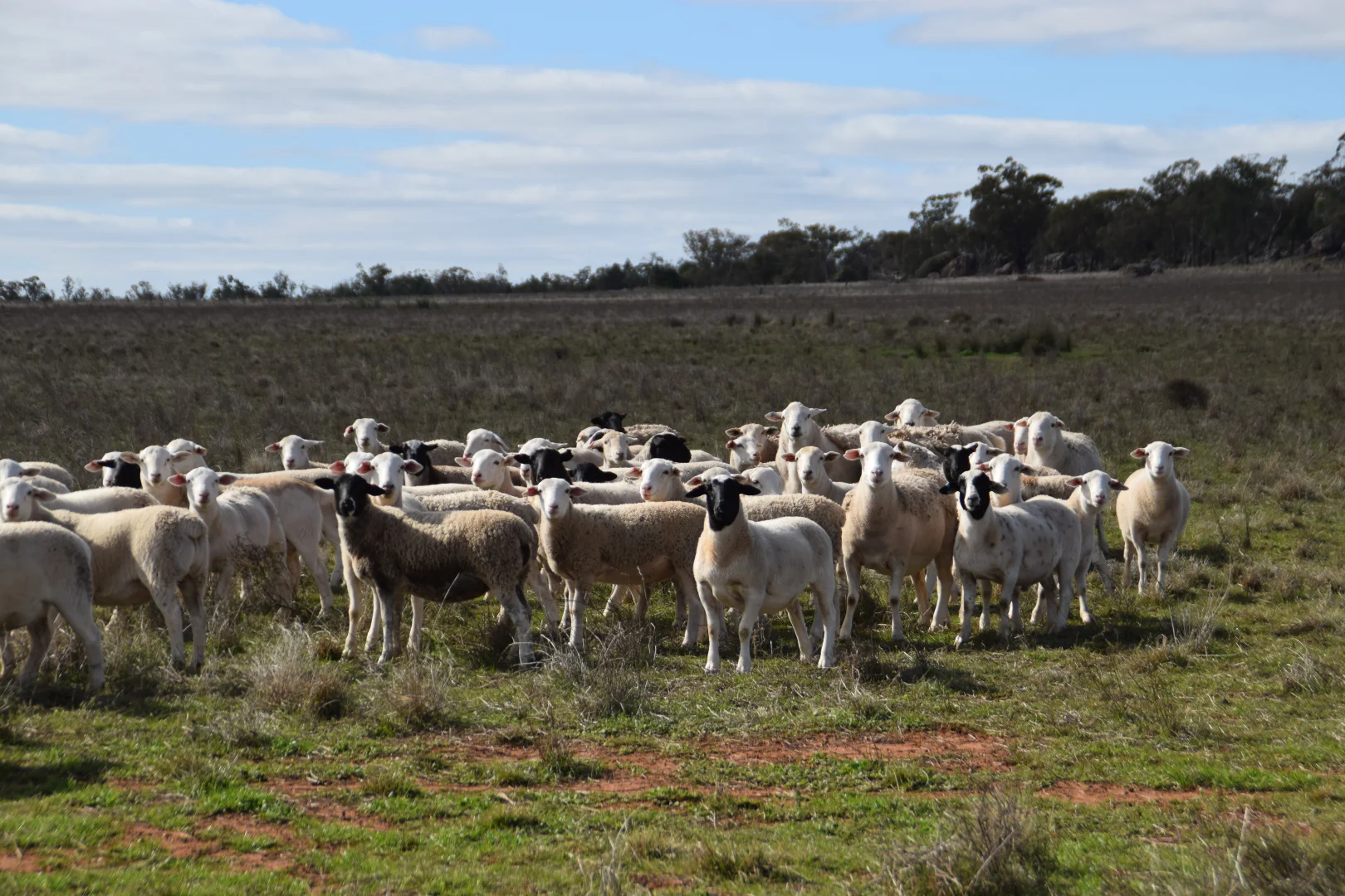 Additional image 26 of 'Weemala' 2075 The McGrane Way, Tullamore NSW 2874