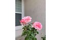 Additional image 25 of 402 Alpen Rose Way, Galt, CA, 95632