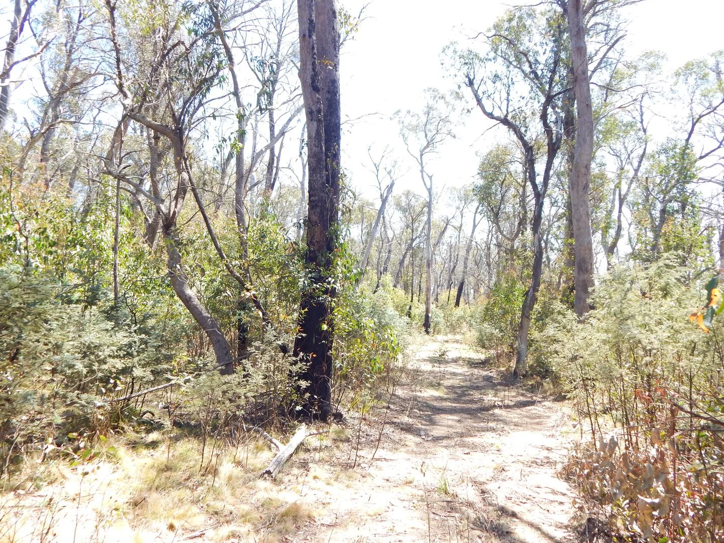 Additional image 11 of Lot 102 Badja Road, Countegany NSW 2630