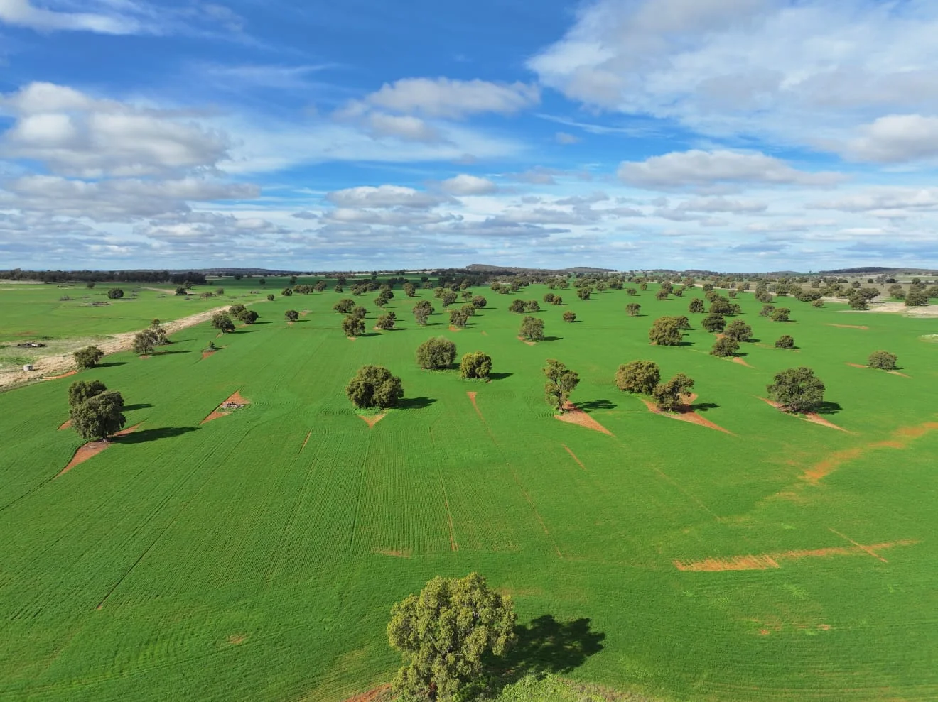 Additional image 7 of "Roseleigh" Roseleigh Road, Trundle NSW 2875