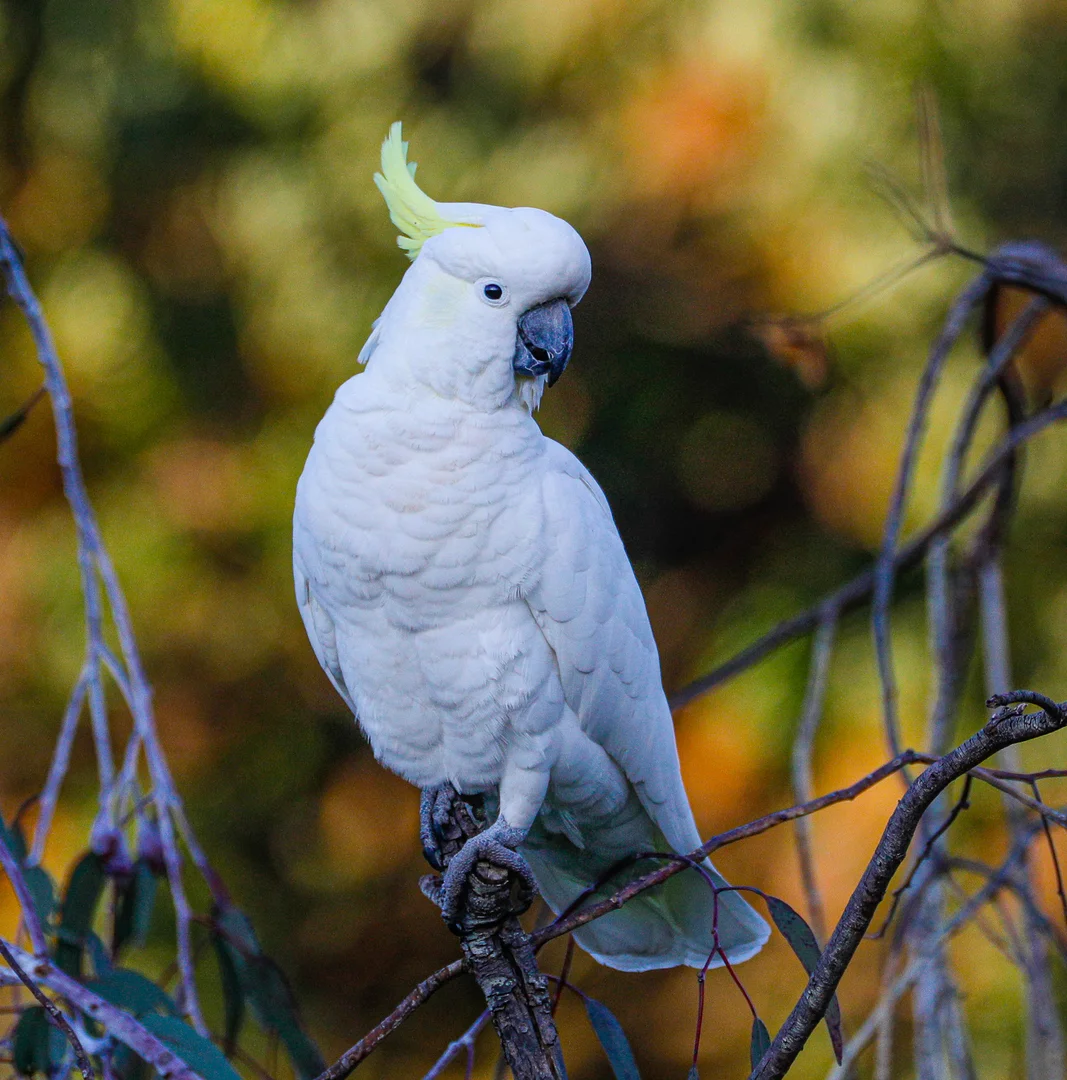 Additional image 28 of Level 41, 41A, 4/1010 Lighthouse Road, Cape Otway VIC 3233