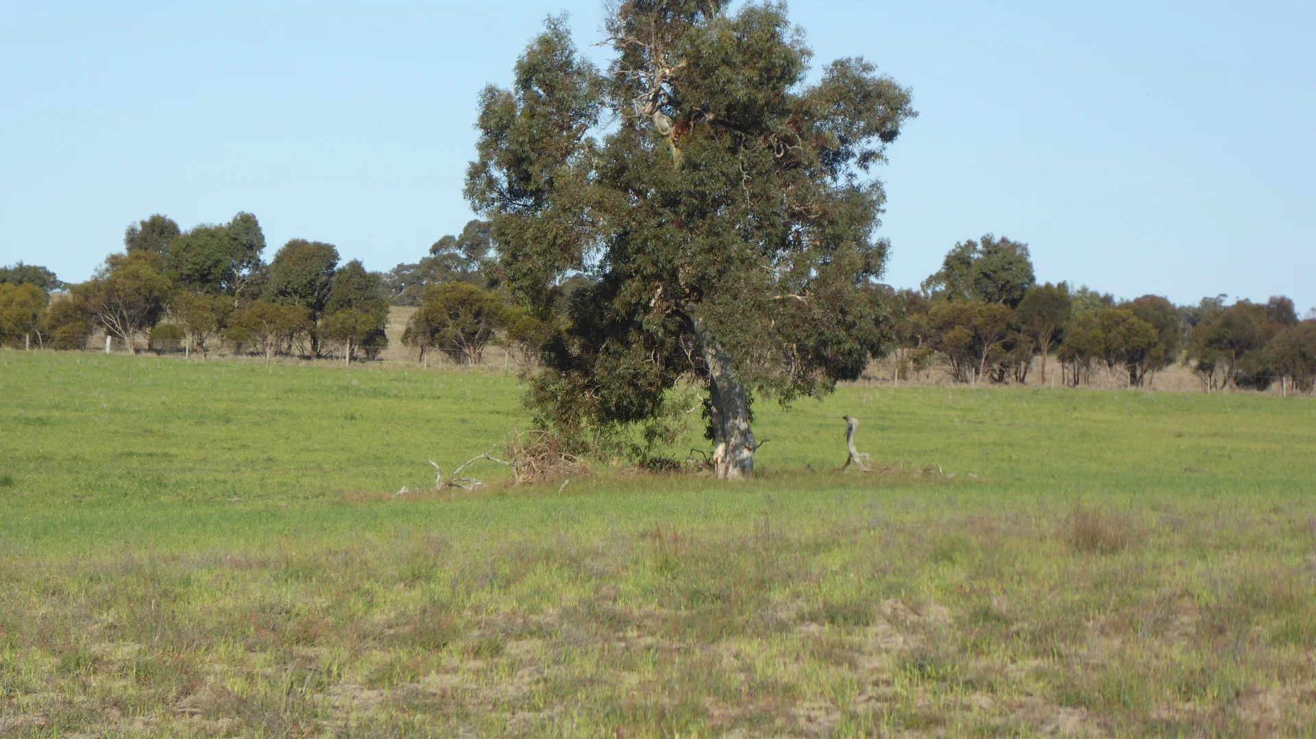 Additional image 12 of 10050 Ngarkat Highway, Bordertown SA 5268