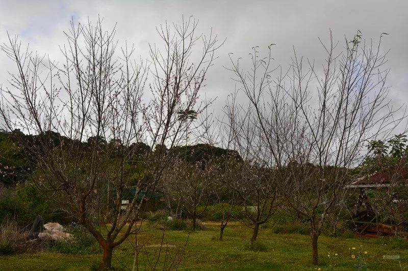 Additional image 7 of 920 East Evelyn Road, Evelyn QLD 4888