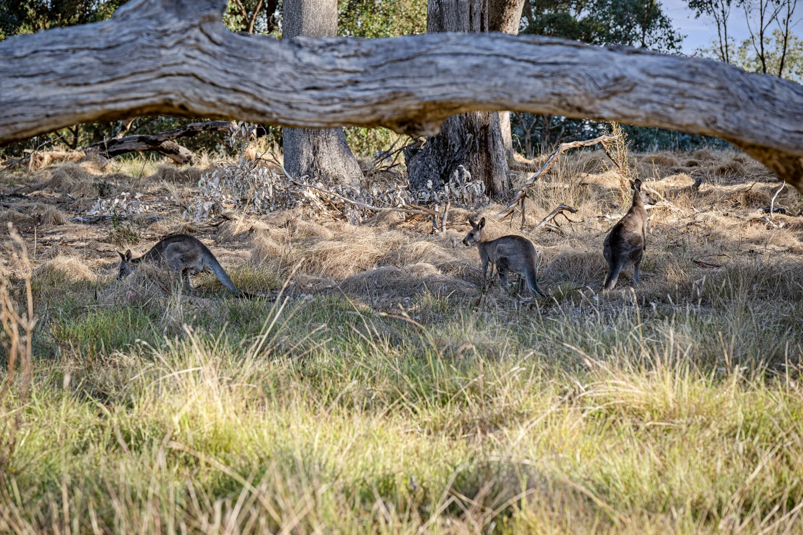Additional image 17 of Strand Terrace, Ettamogah NSW 2640