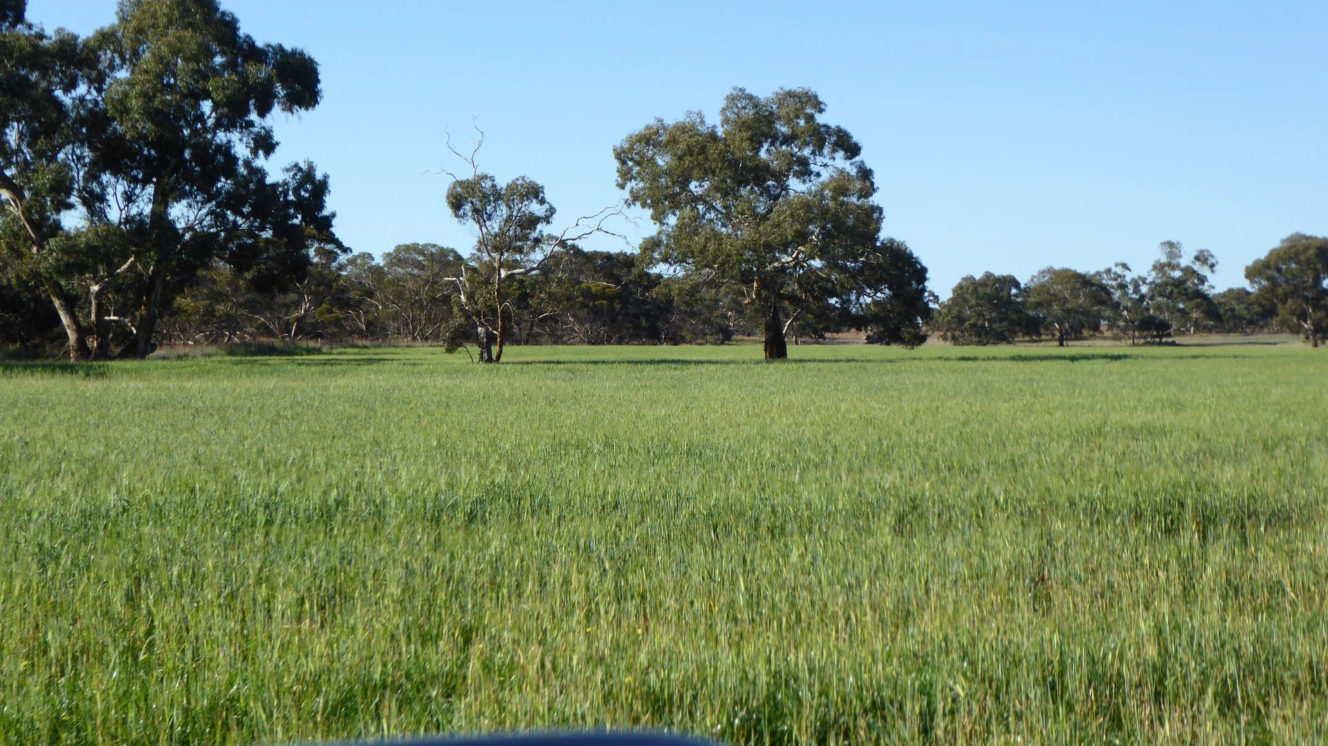 Additional image 14 of 10050 Ngarkat Highway, Bordertown SA 5268