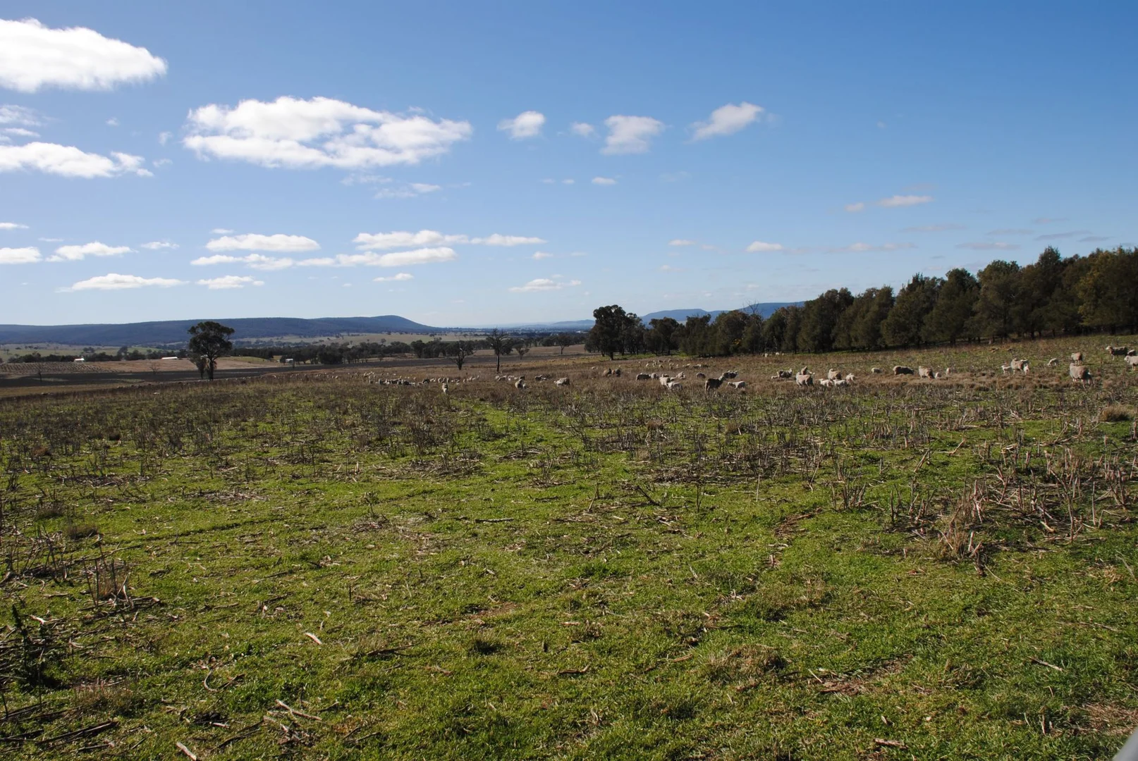 Additional image 22 of 443 Wirrimah Road,Bendick Murrell, Wirrimah NSW 2803