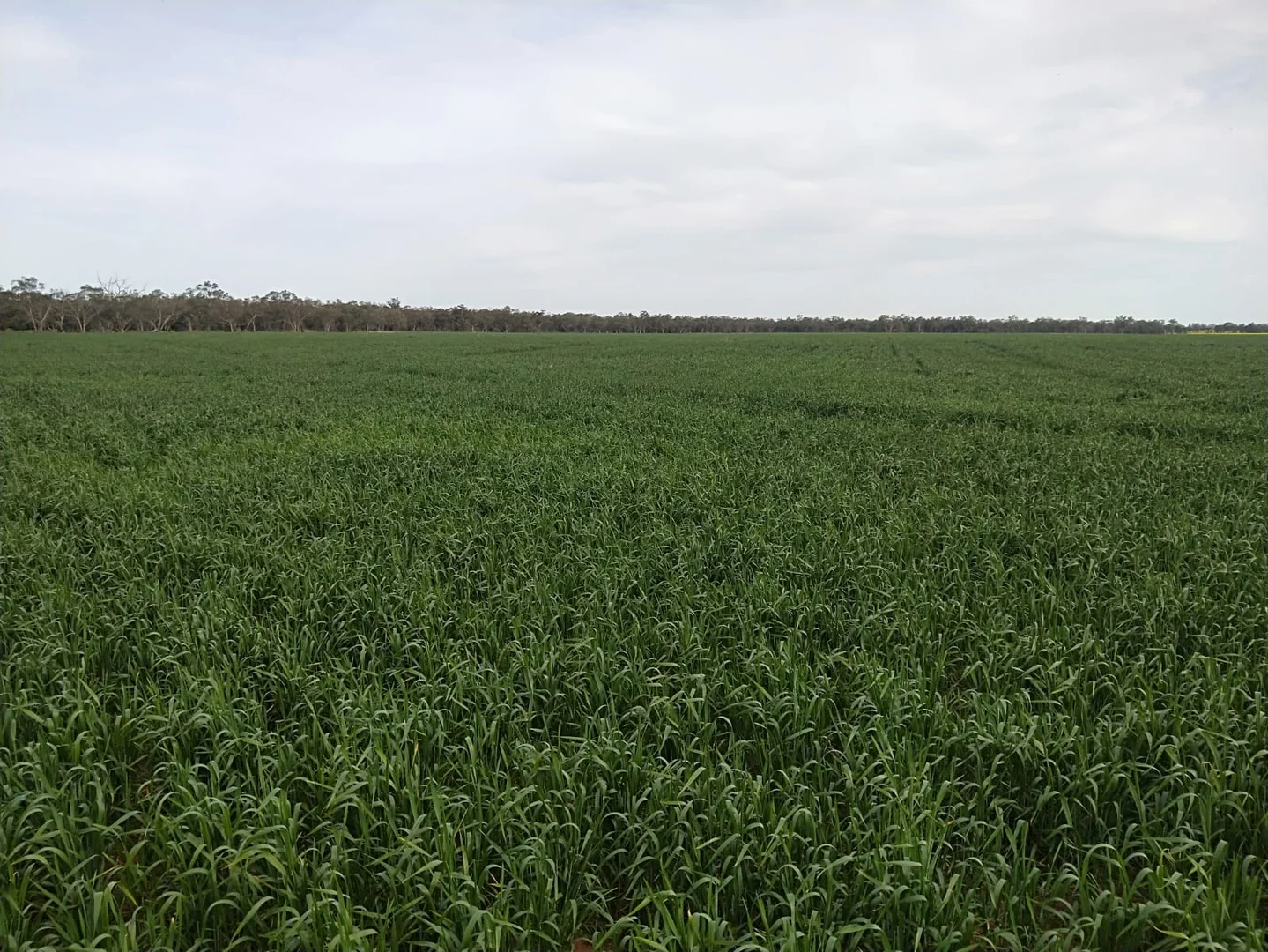 Additional image 19 of 'Glenkerry' 492 Eremeran Road, Condobolin NSW 2877