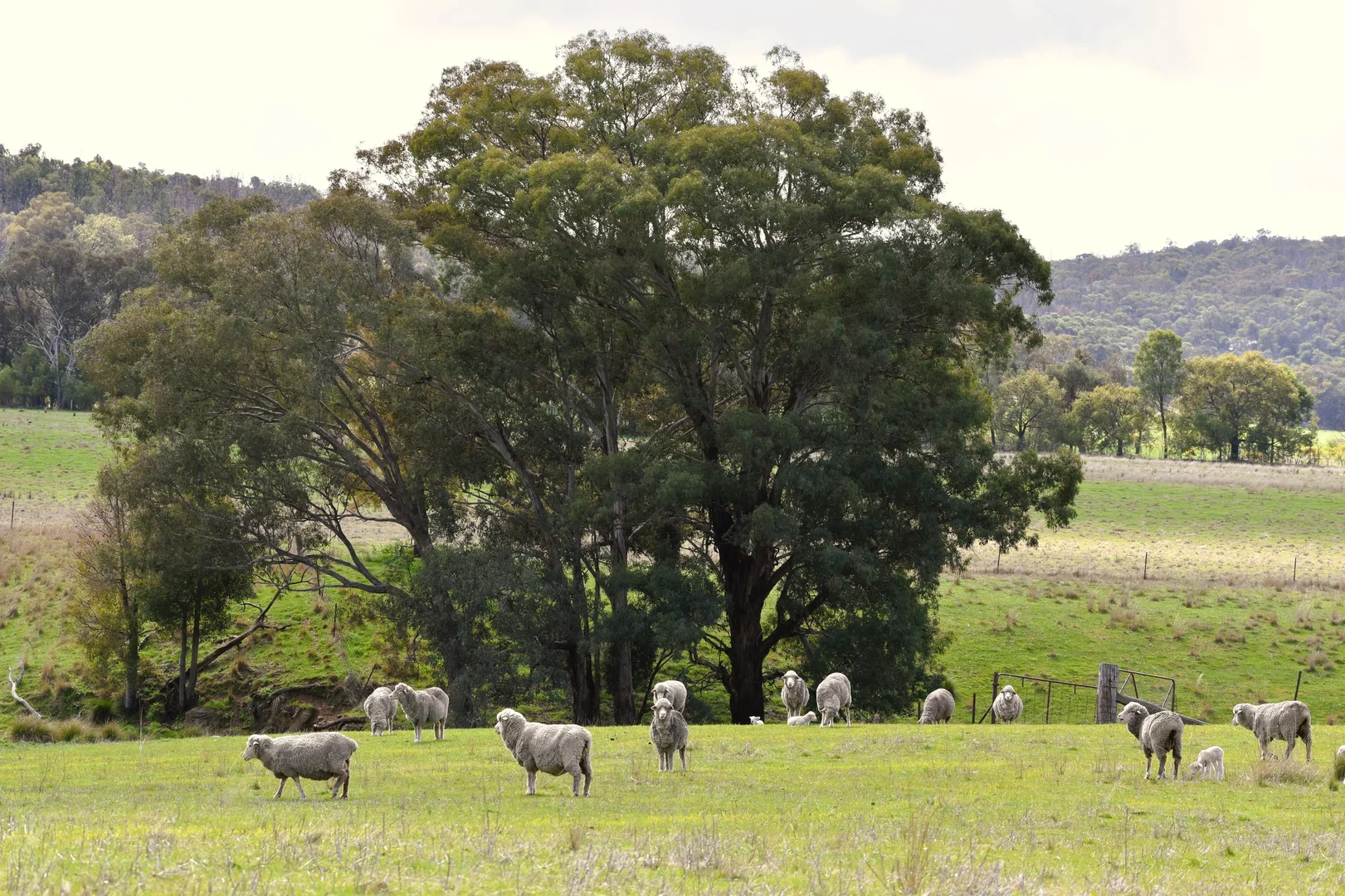 Additional image 9 of "Glenroy" 165 Bald Hills Road, Grenfell NSW 2810