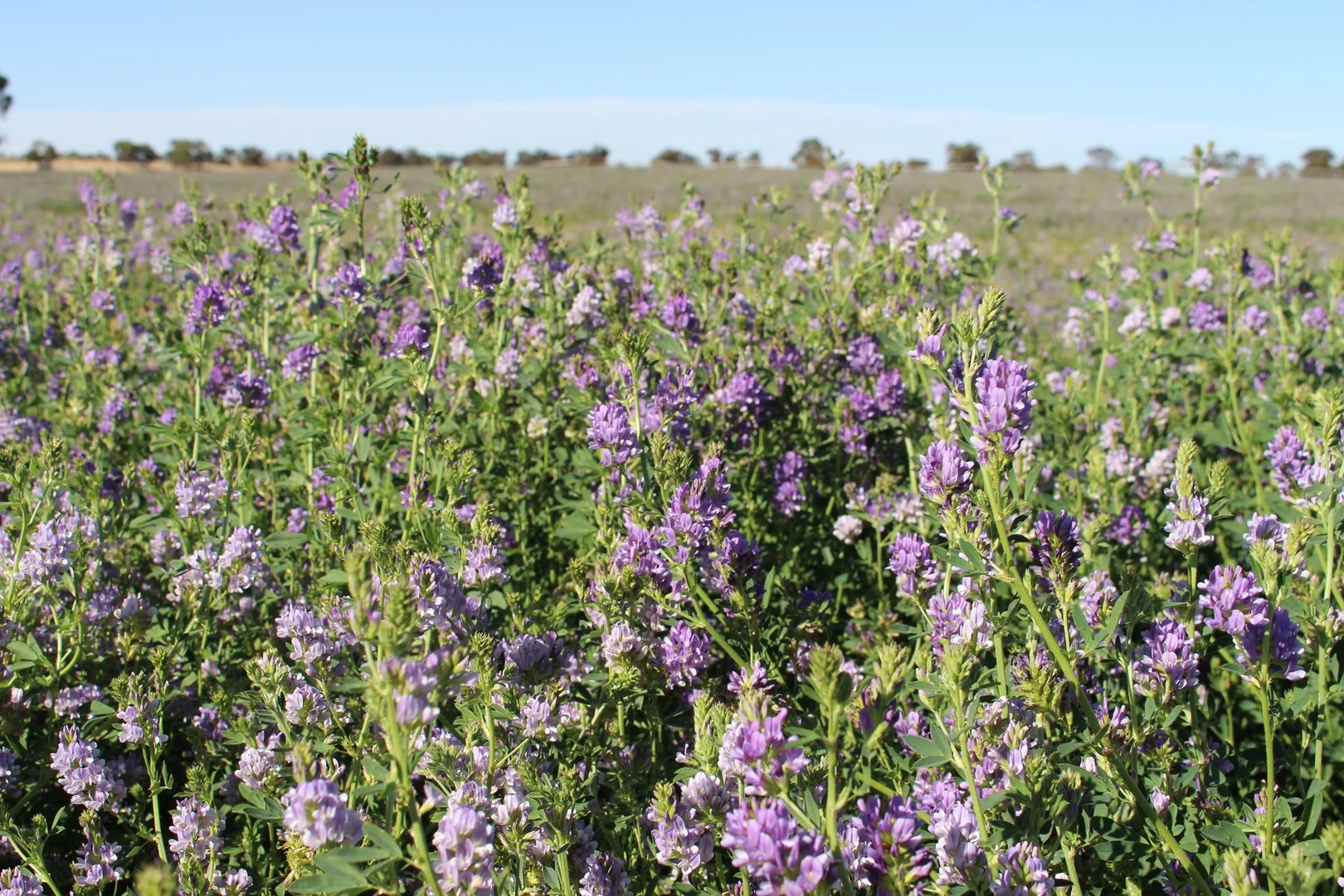 Additional image 4 of 9653 Dukes Highway, Tintinara SA 5266