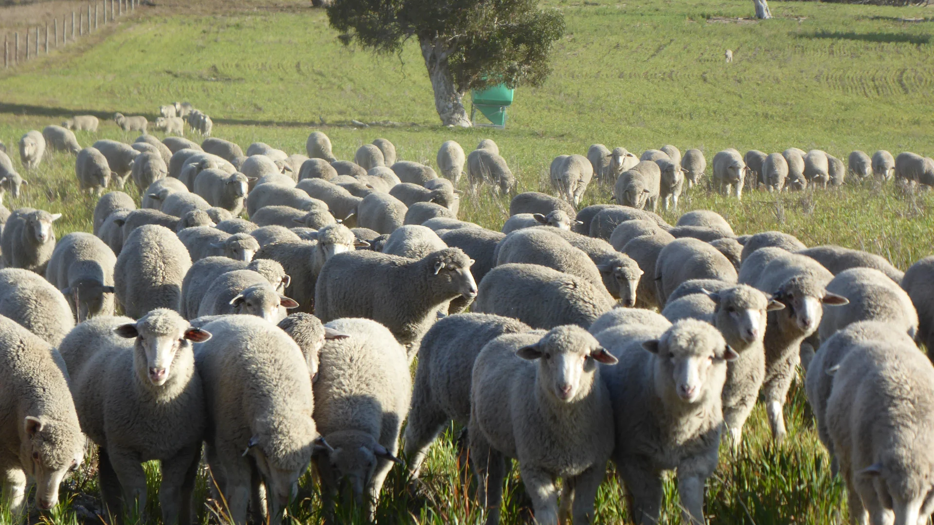 Additional image 23 of 10050 Ngarkat Highway, Bordertown SA 5268