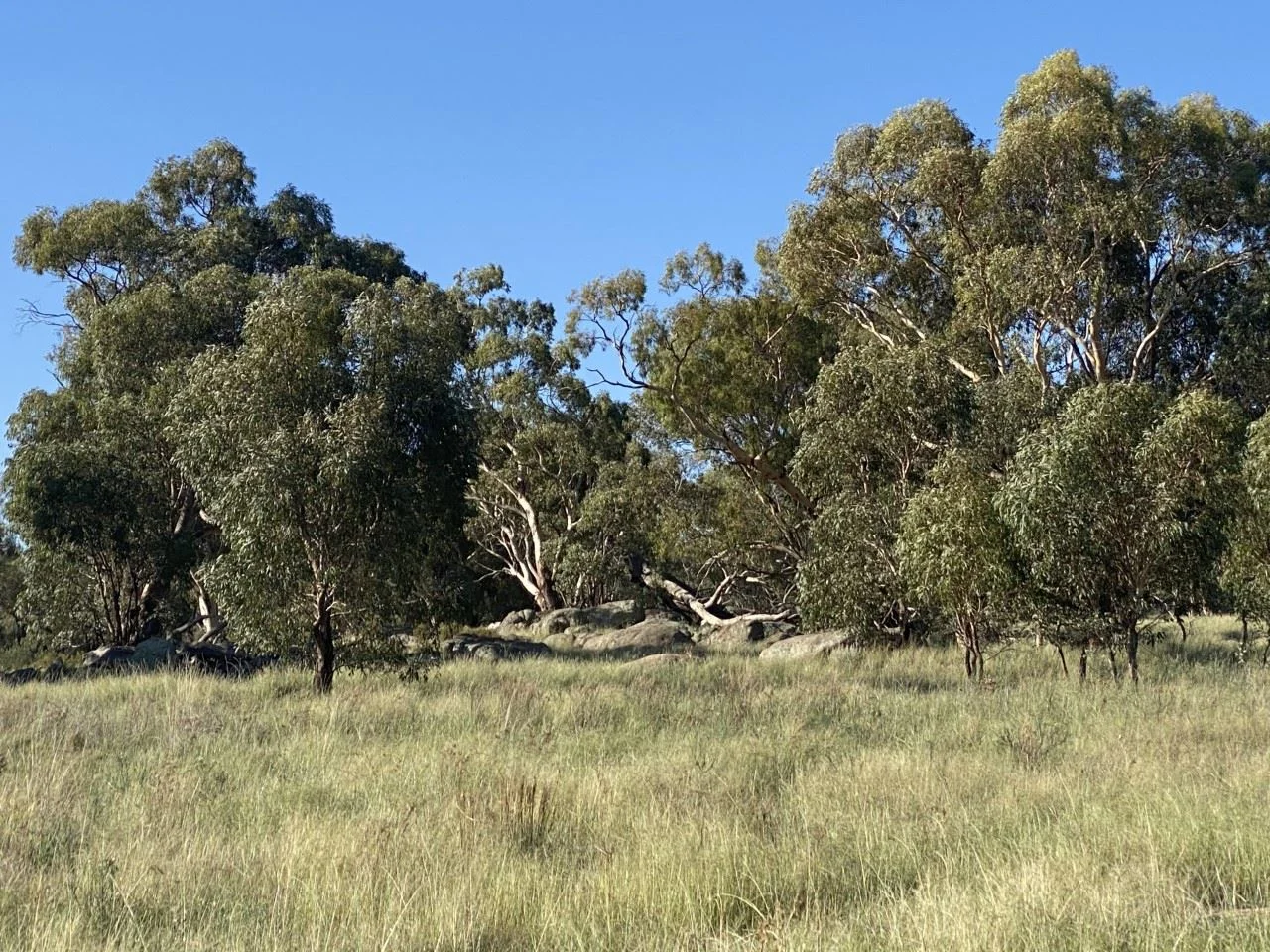 Additional image 30 of Parkes NSW 2870