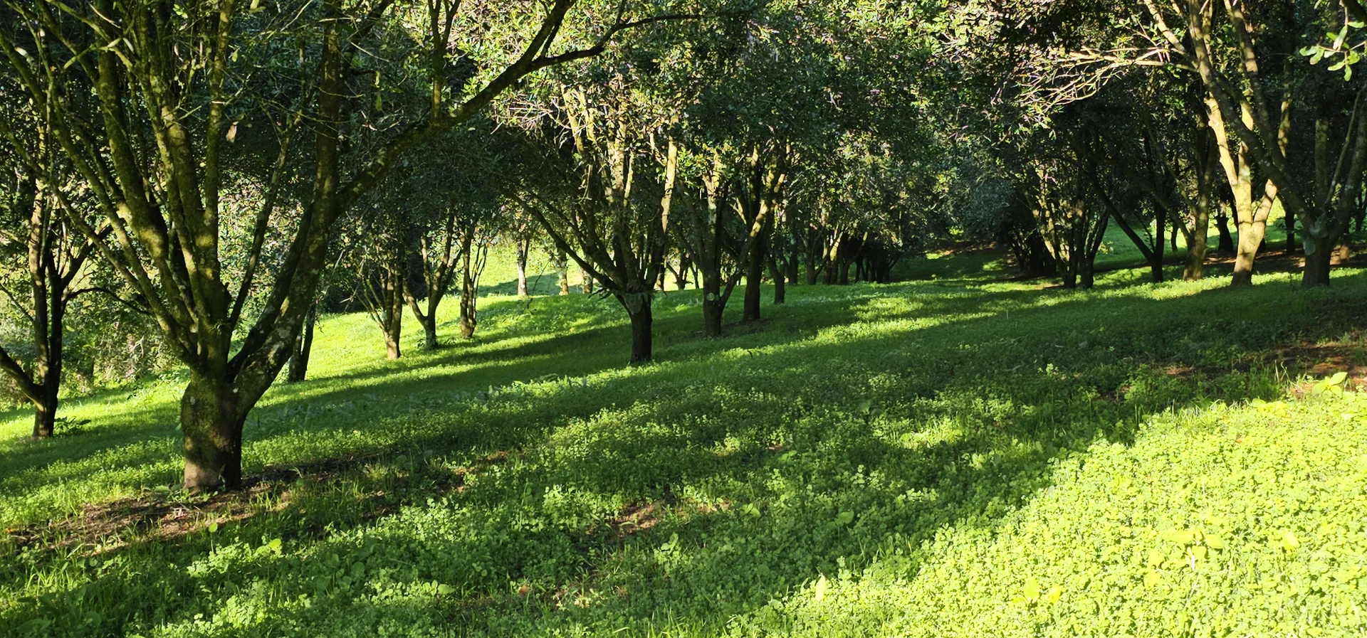 Additional image 14 of 1005 Tuntable Creek Road, Tuntable Creek NSW 2480