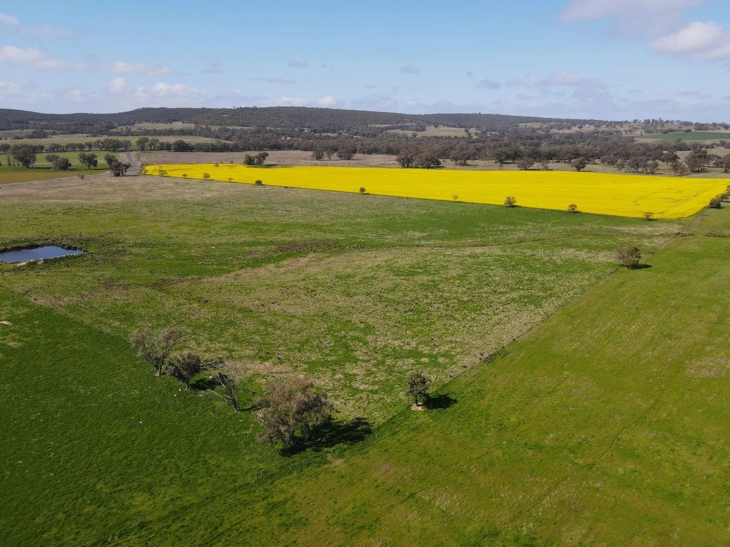 Additional image 45 of "Glenroy" 165 Bald Hills Road, Grenfell NSW 2810