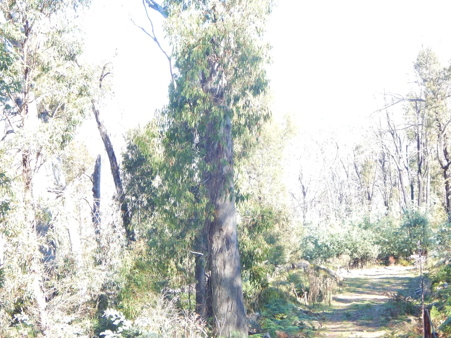 Additional image 13 of Lot 102 Badja Road, Countegany NSW 2630