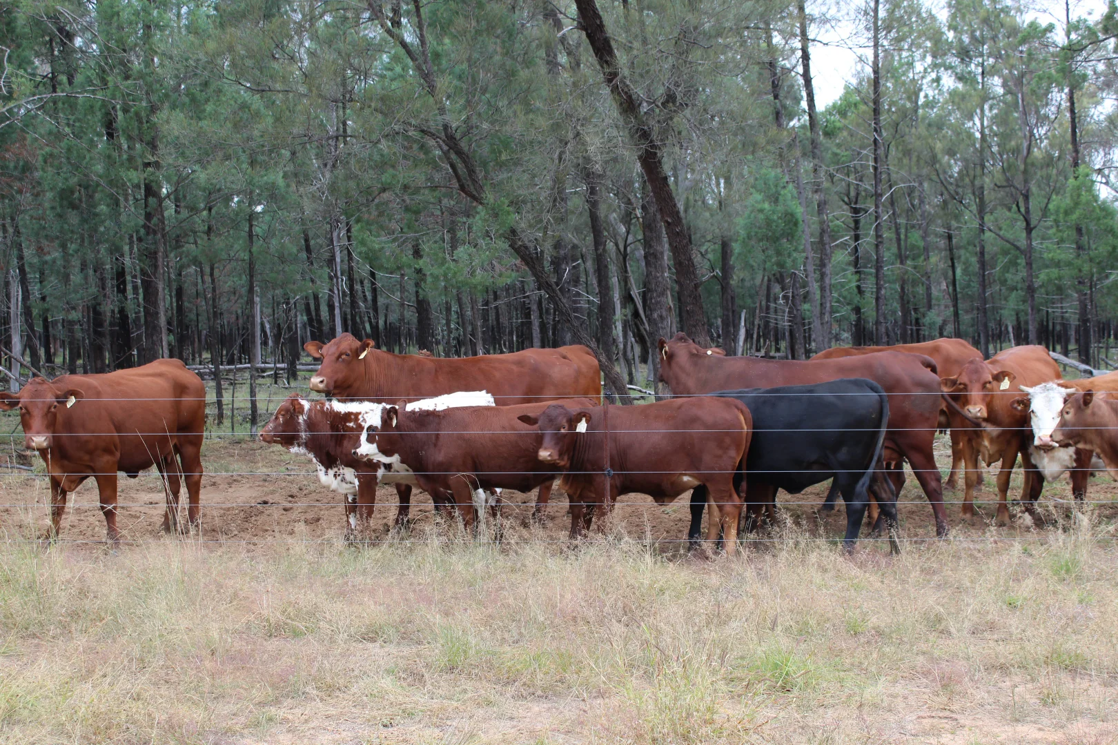 Additional image 5 of 2151 Tenomby Road, Goondiwindi QLD 4390