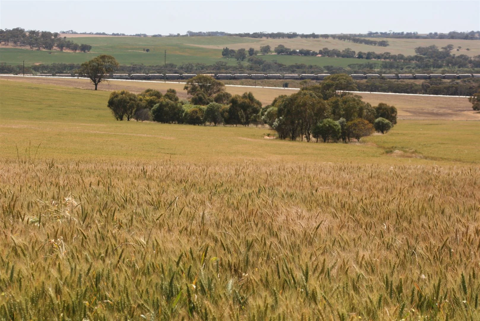 Additional image 6 of . Boramin & Mulukine Road, Grass Valley WA 6403