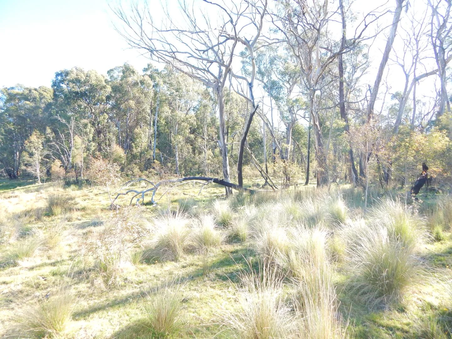 Additional image 17 of Lot 102 Badja Road, Countegany NSW 2630