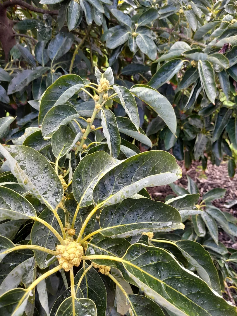 Additional image 19 of 26 Nesbit road, Greenfields WA 6210