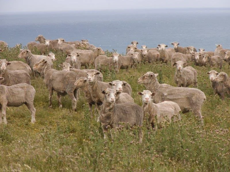 Additional image 13 of . Prime Seal Island (Bass Strait), Whitemark TAS 7255