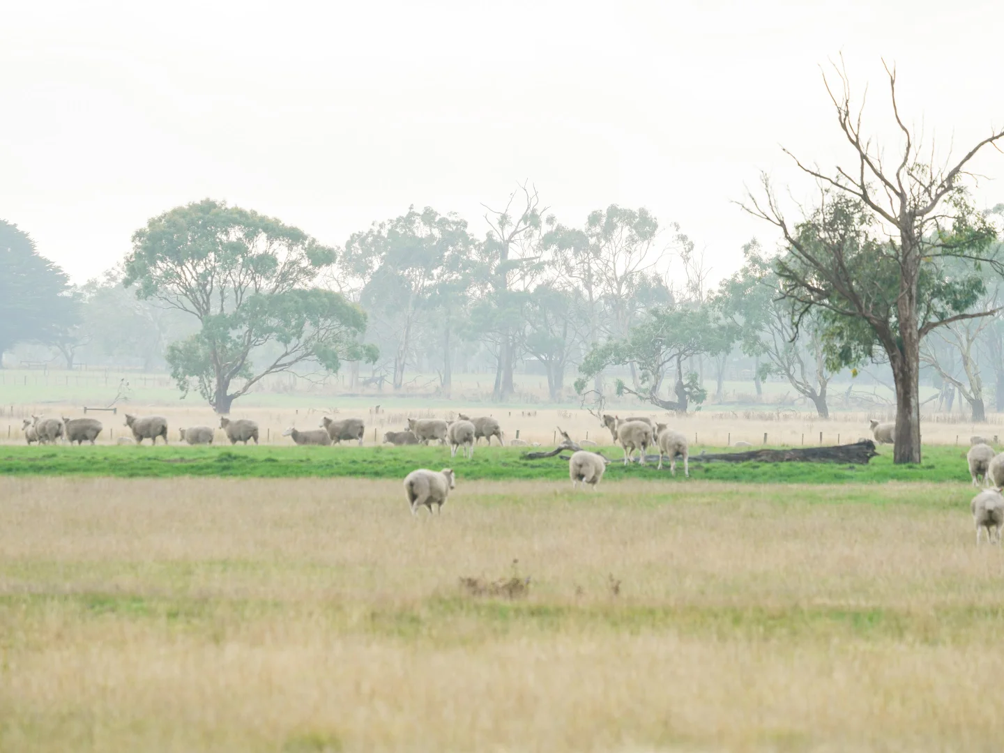 Additional image 6 of 61 Kennys Lane, Gorae West VIC 3305