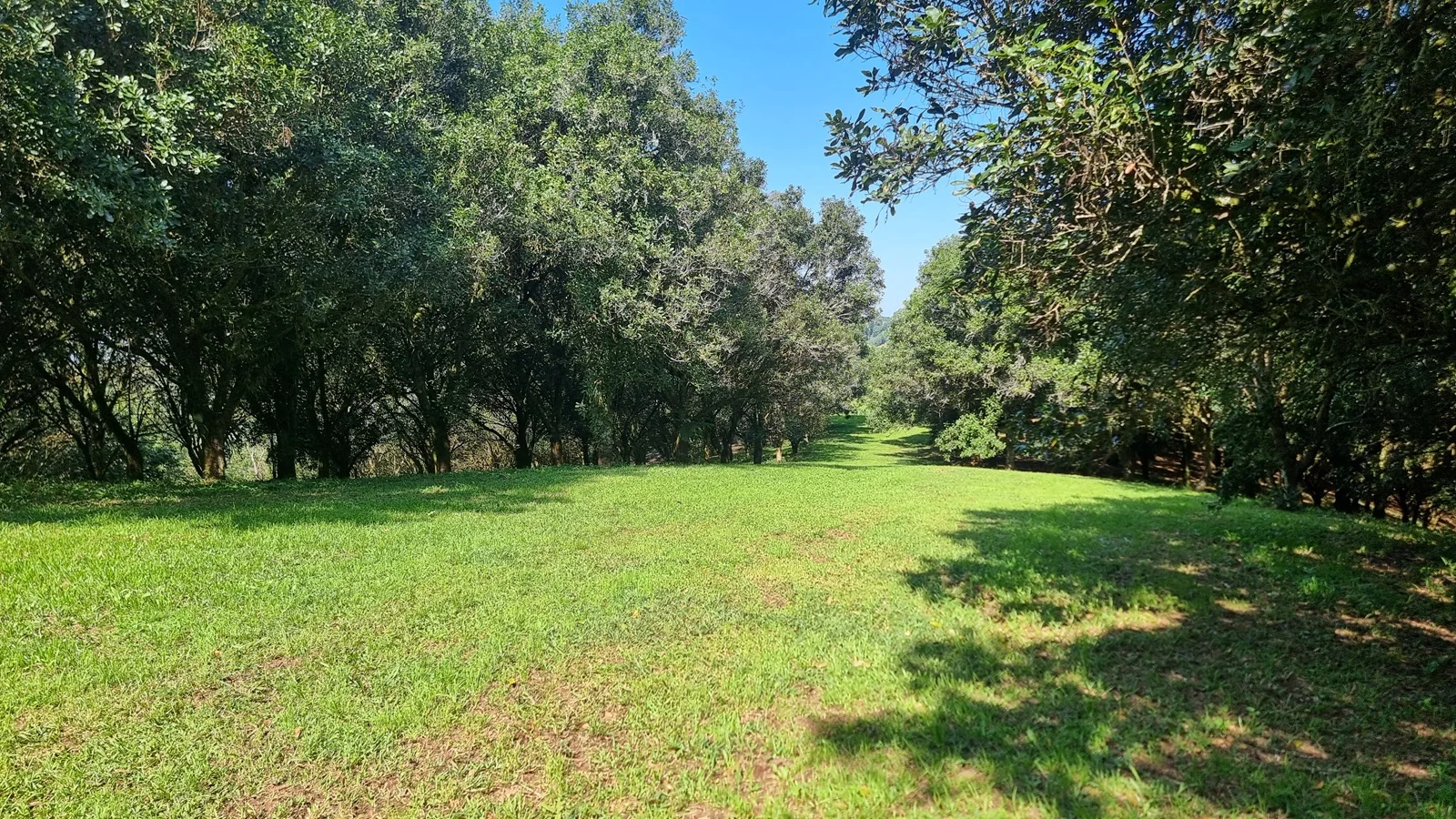 Additional image 2 of 1248 Dunoon Road, Dunoon NSW 2480