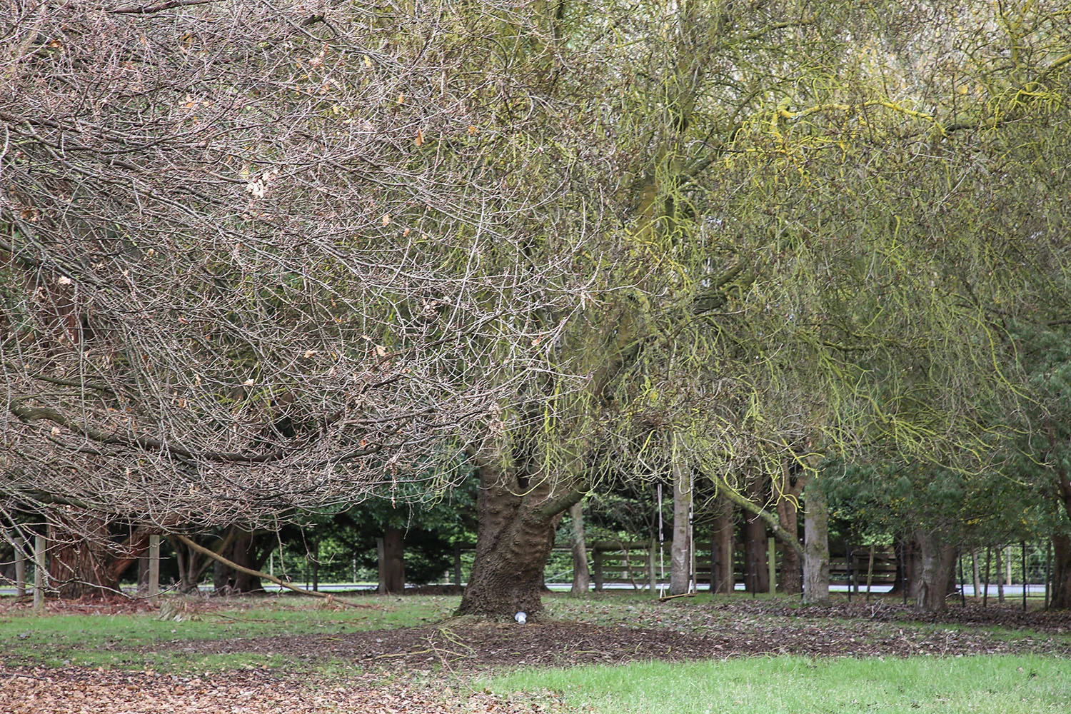 Additional image 17 of 87 Rodger Place, Bushfield VIC 3281