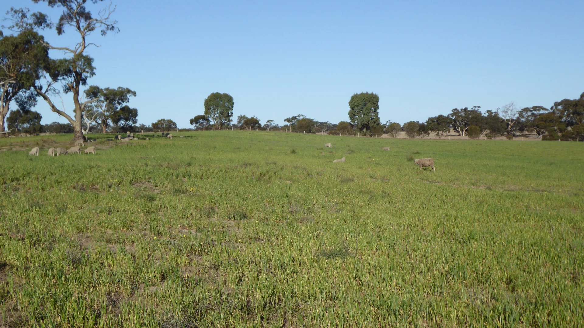 Additional image 9 of 10050 Ngarkat Highway, Bordertown SA 5268