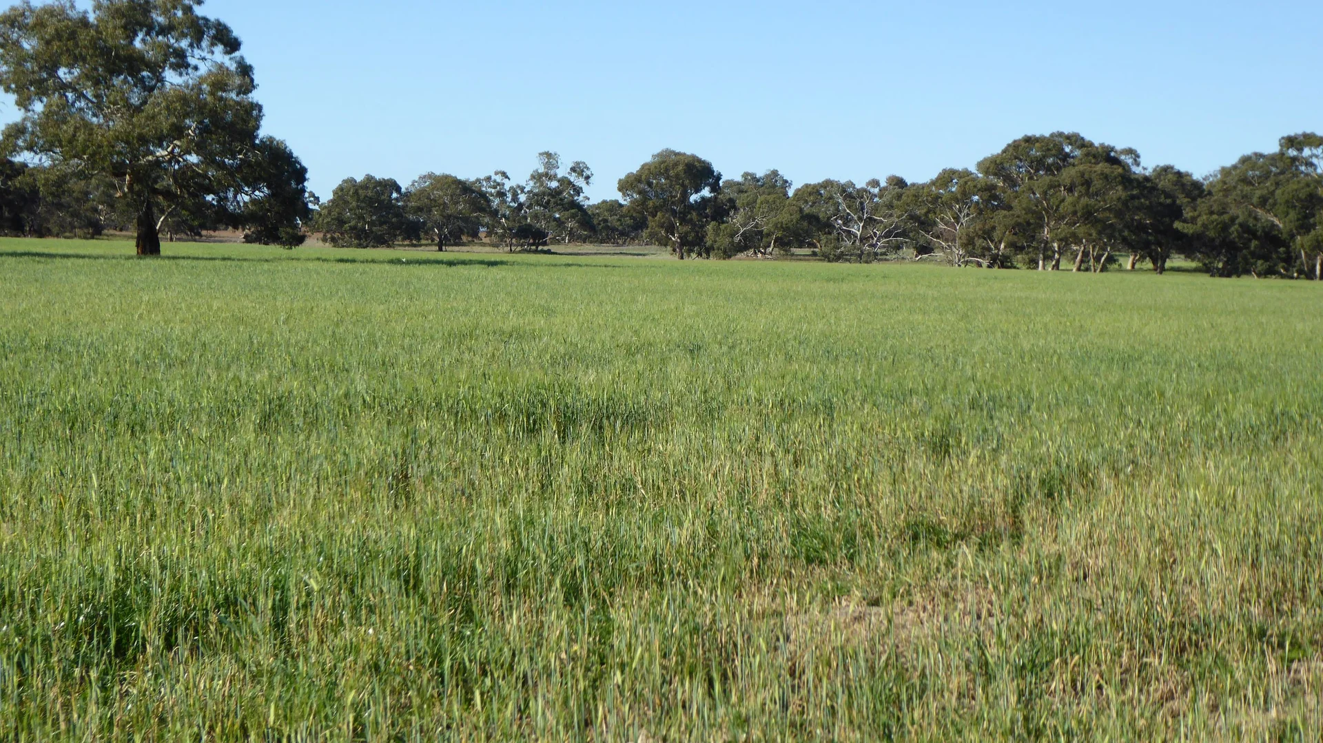 Additional image 13 of 10050 Ngarkat Highway, Bordertown SA 5268