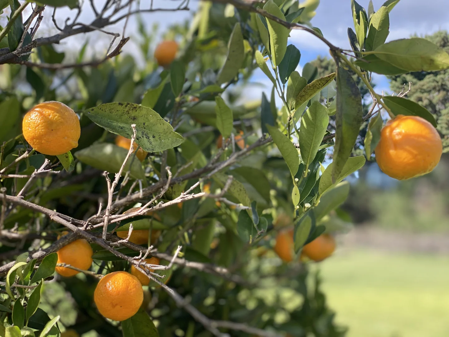 Additional image 18 of "Glenroy" 165 Bald Hills Road, Grenfell NSW 2810