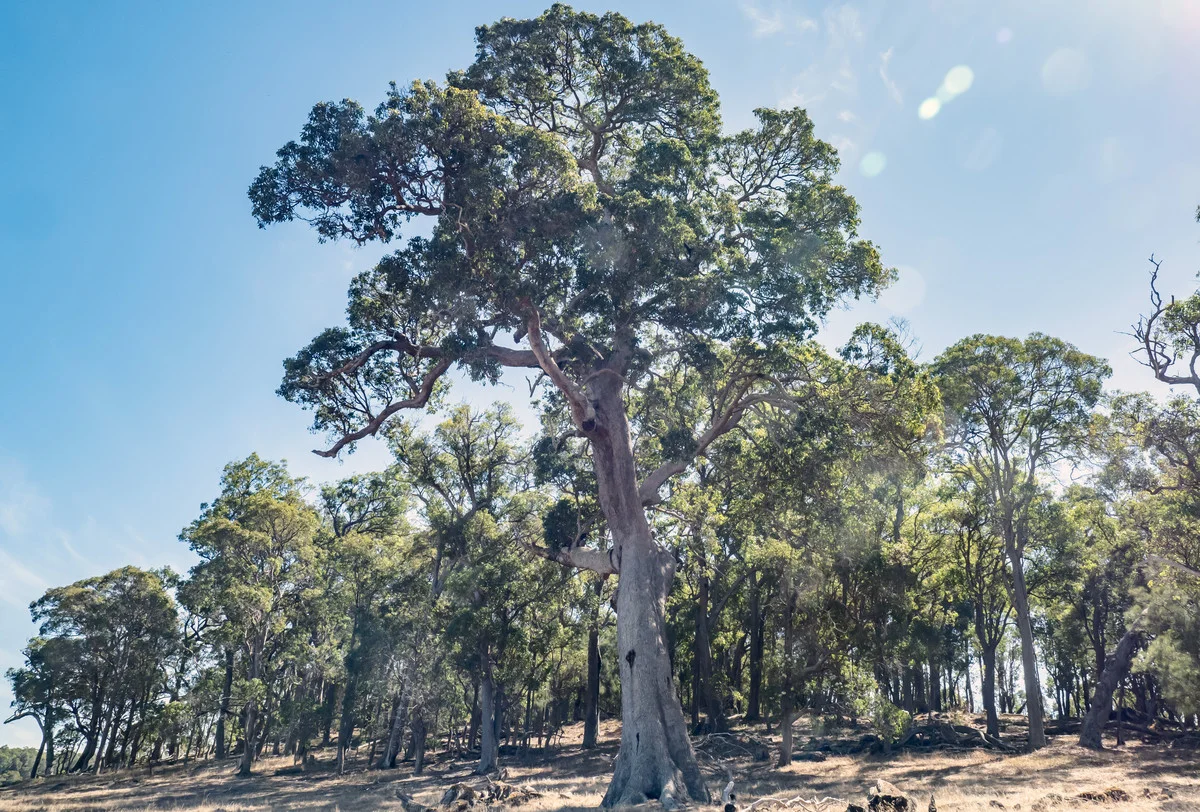 Additional image 26 of 1 Hopkins Road, Chapman Hill WA 6280