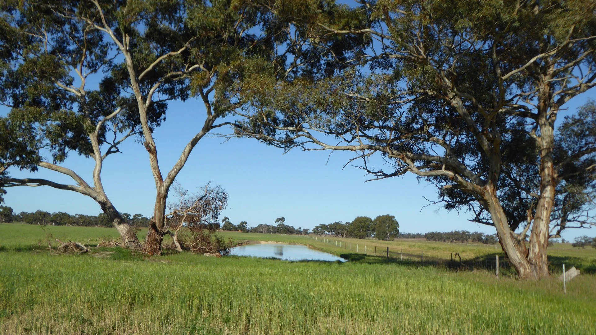 10050 Ngarkat Highway, Bordertown SA 5268