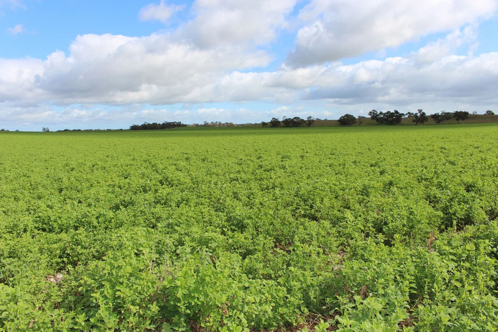 Additional image 18 of 9653 Dukes Highway, Tintinara SA 5266