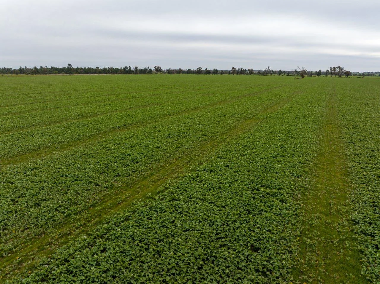 Additional image 4 of 'Lyndhurst' 639 Rannock Road, Coolamon NSW 2701