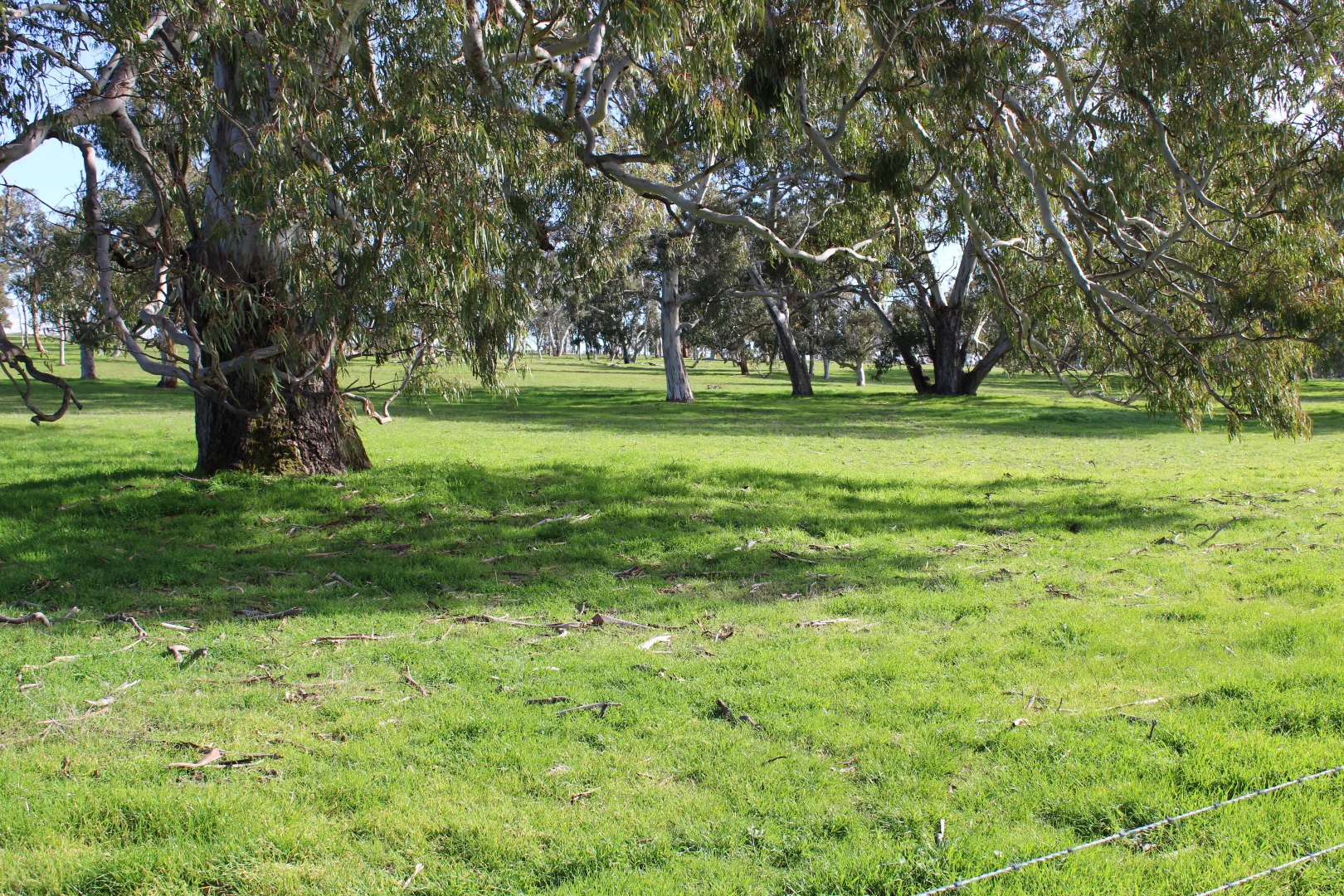 Additional image 28 of 678 Jones Road, Mundulla SA 5270