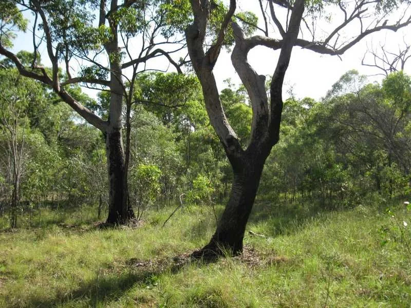 Additional image 5 of Uxbridge Road, Captain Creek QLD 4677