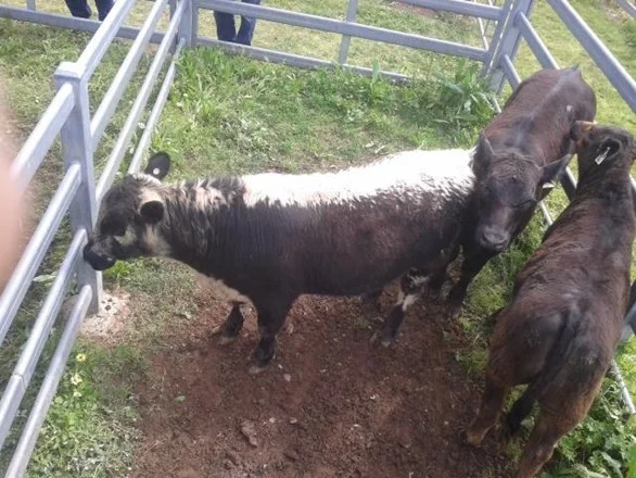 Additional image 4 of 23 Martindale Street, Denman NSW 2328