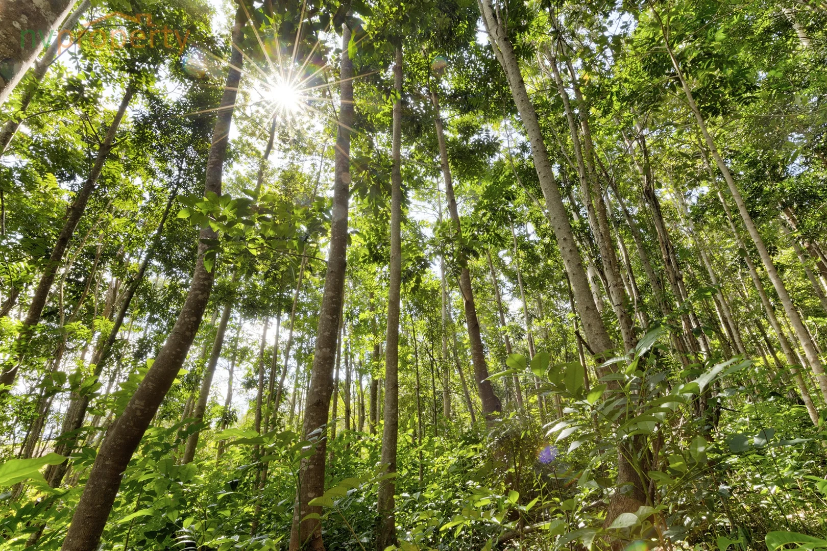 Additional image 17 of 31 Wesley Avenue, Donnellyville NSW 2447