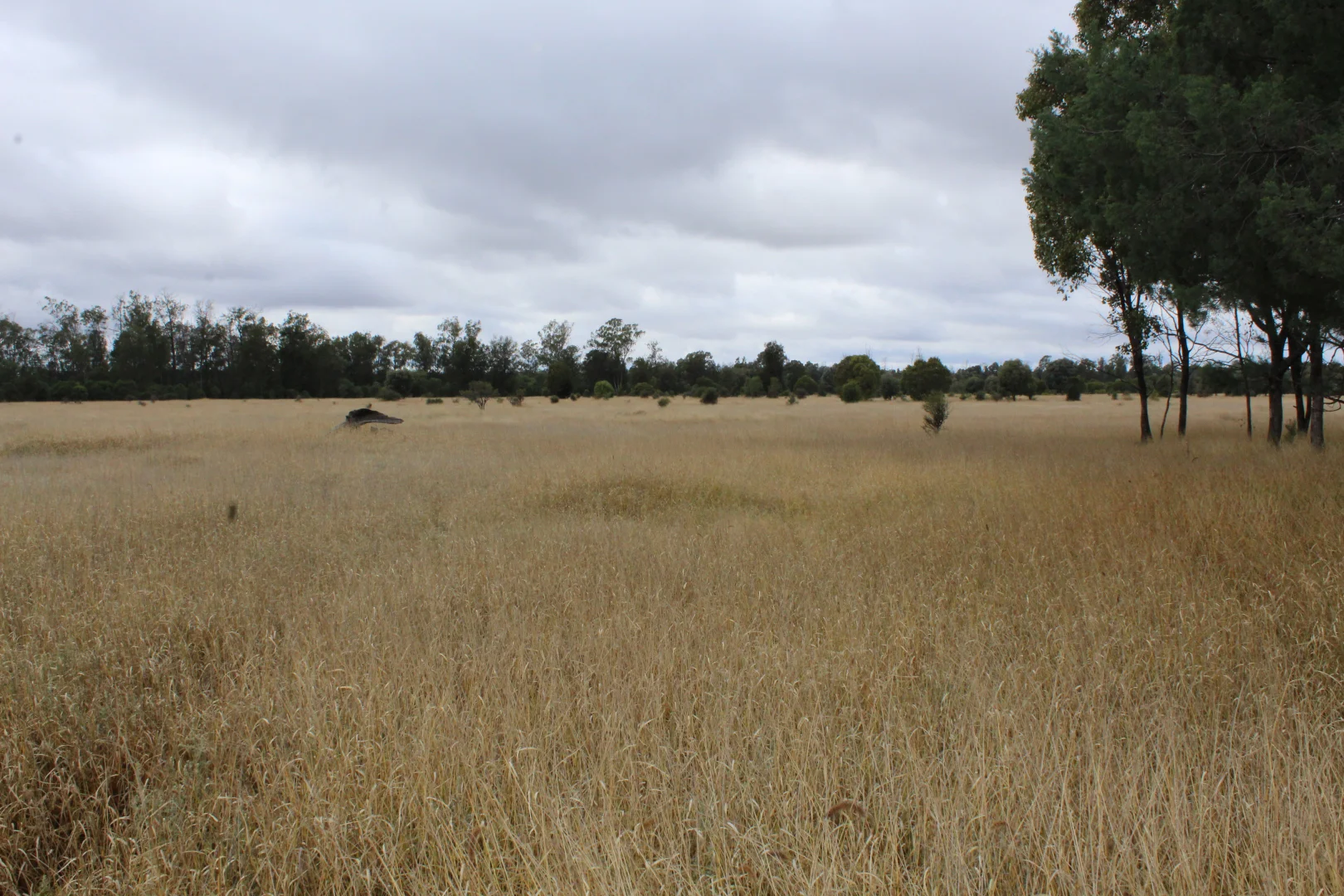 Additional image 10 of 2151 Tenomby Road, Goondiwindi QLD 4390