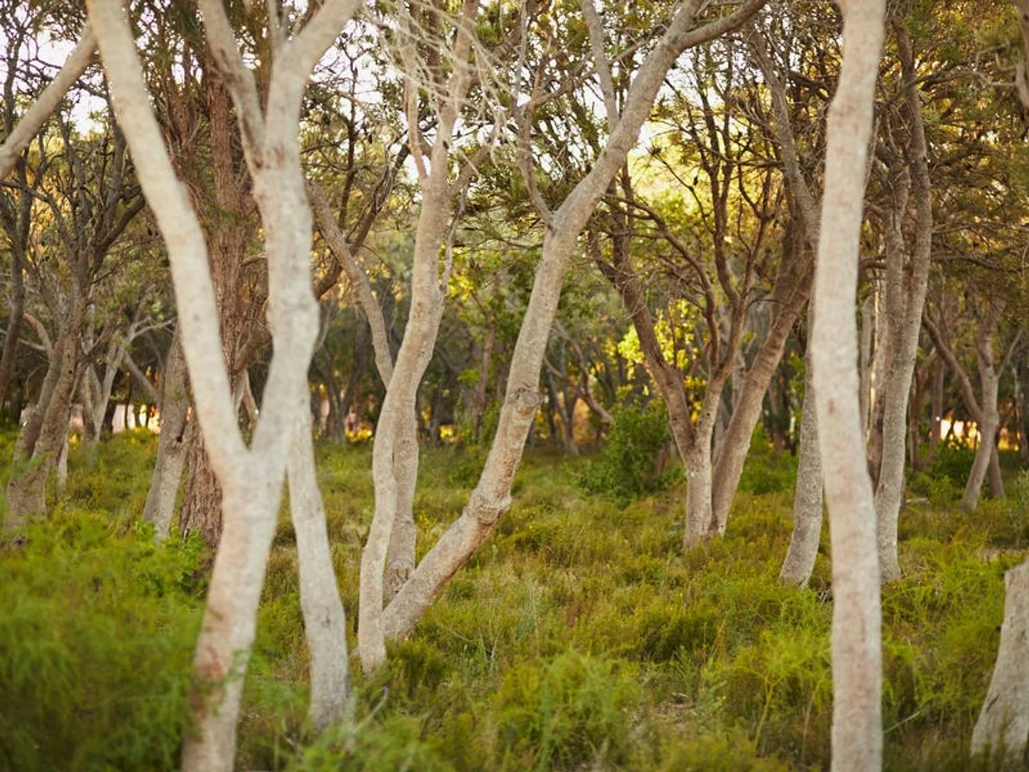 Additional image 8 of Lot 271 Stringybark Loop, Coodanup WA 6210