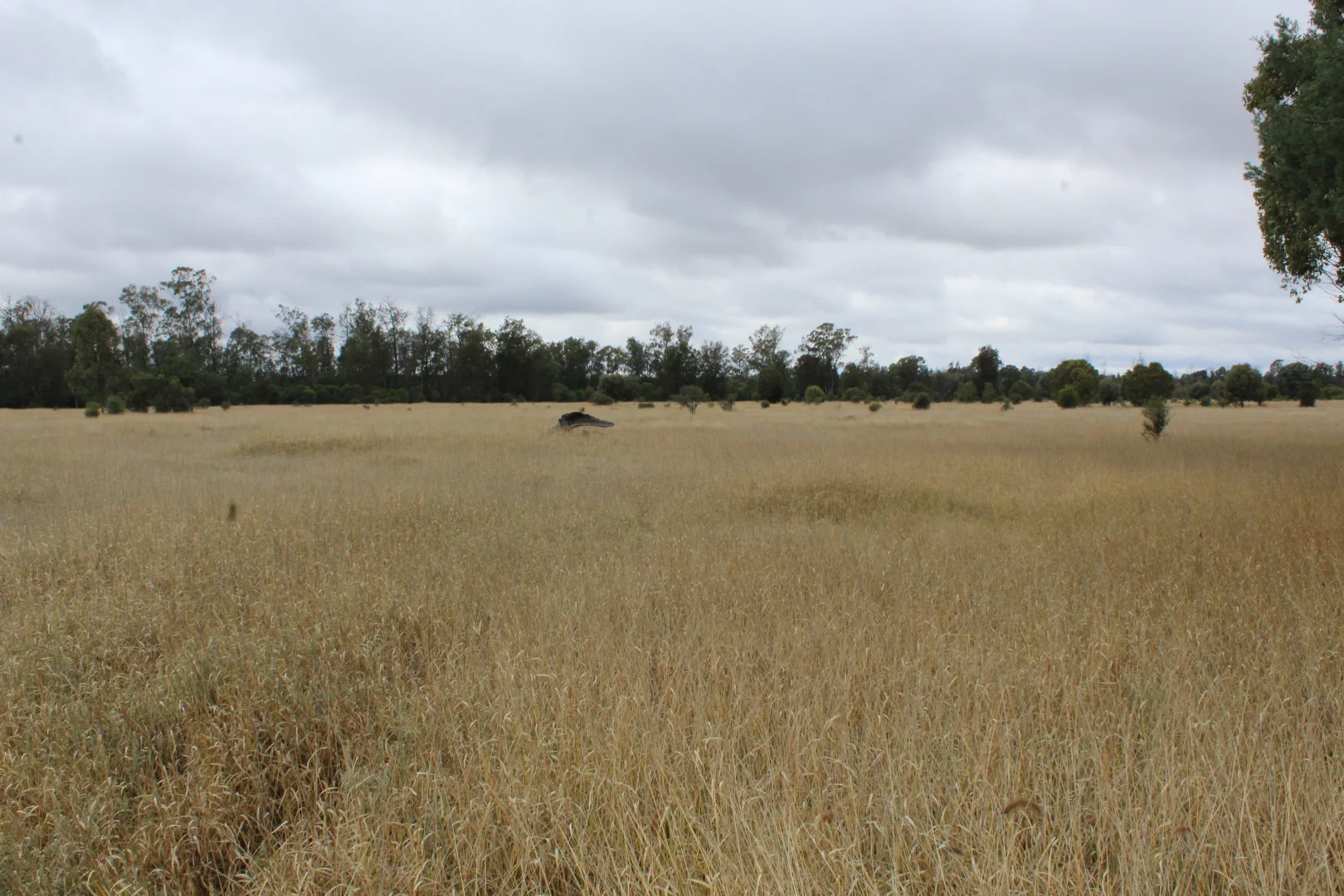 Additional image 11 of 2151 Tenomby Road, Goondiwindi QLD 4390