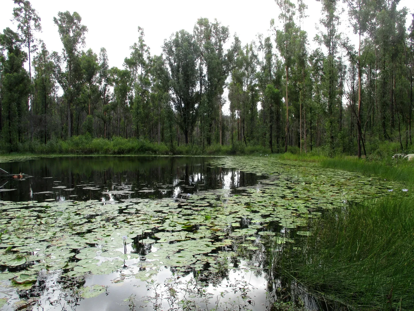 Additional image 2 of 215 Martin Road, Nymboida NSW 2460