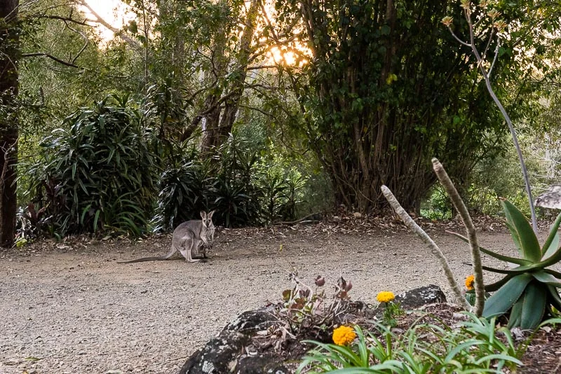 Additional image 6 of 347 Corks Pocket Road, Reesville QLD 4552