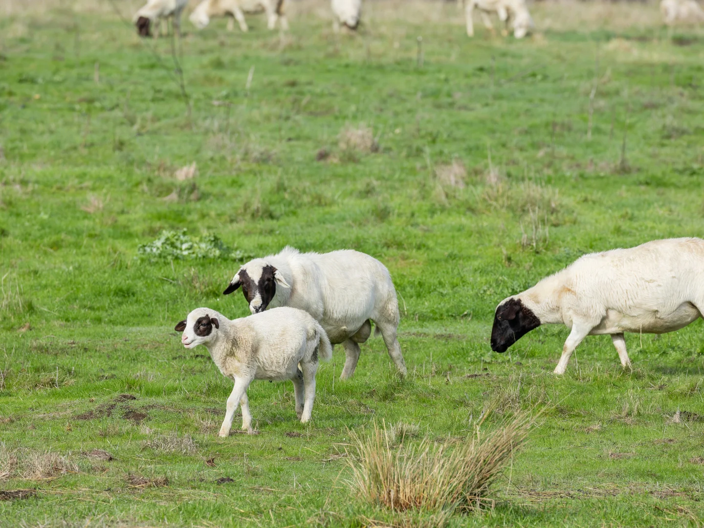 Additional image 54 of 1192 Balingup-Nannup Road, Southampton WA 6253