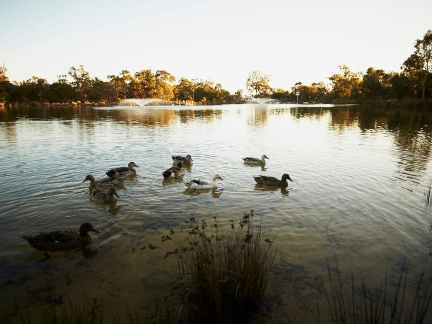 Additional image 7 of Lot 271 Stringybark Loop, Coodanup WA 6210